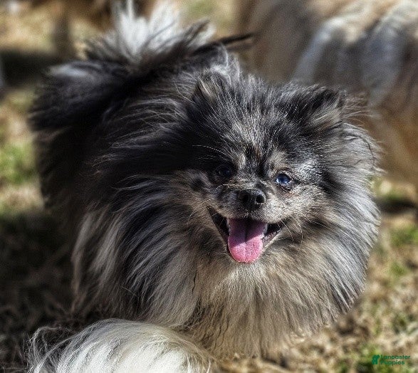 Pomeranian dogs Speckles - Dominate Black Male - One Blue Eye - Ad 1