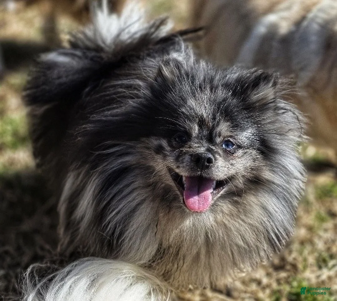 Pomeranian dogs for sale: Speckles - Dominate Black Male - One Blue Eye - Ad 1