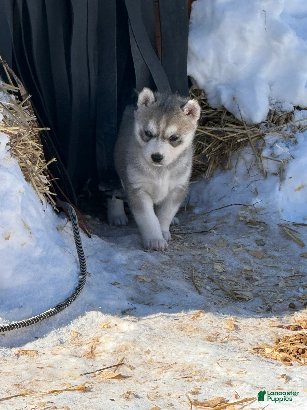 Siberian Husky dogs for sale: Zoe - Ad 10