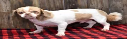 Shih Tzu dogs for sale: Biscuit - Ad 9