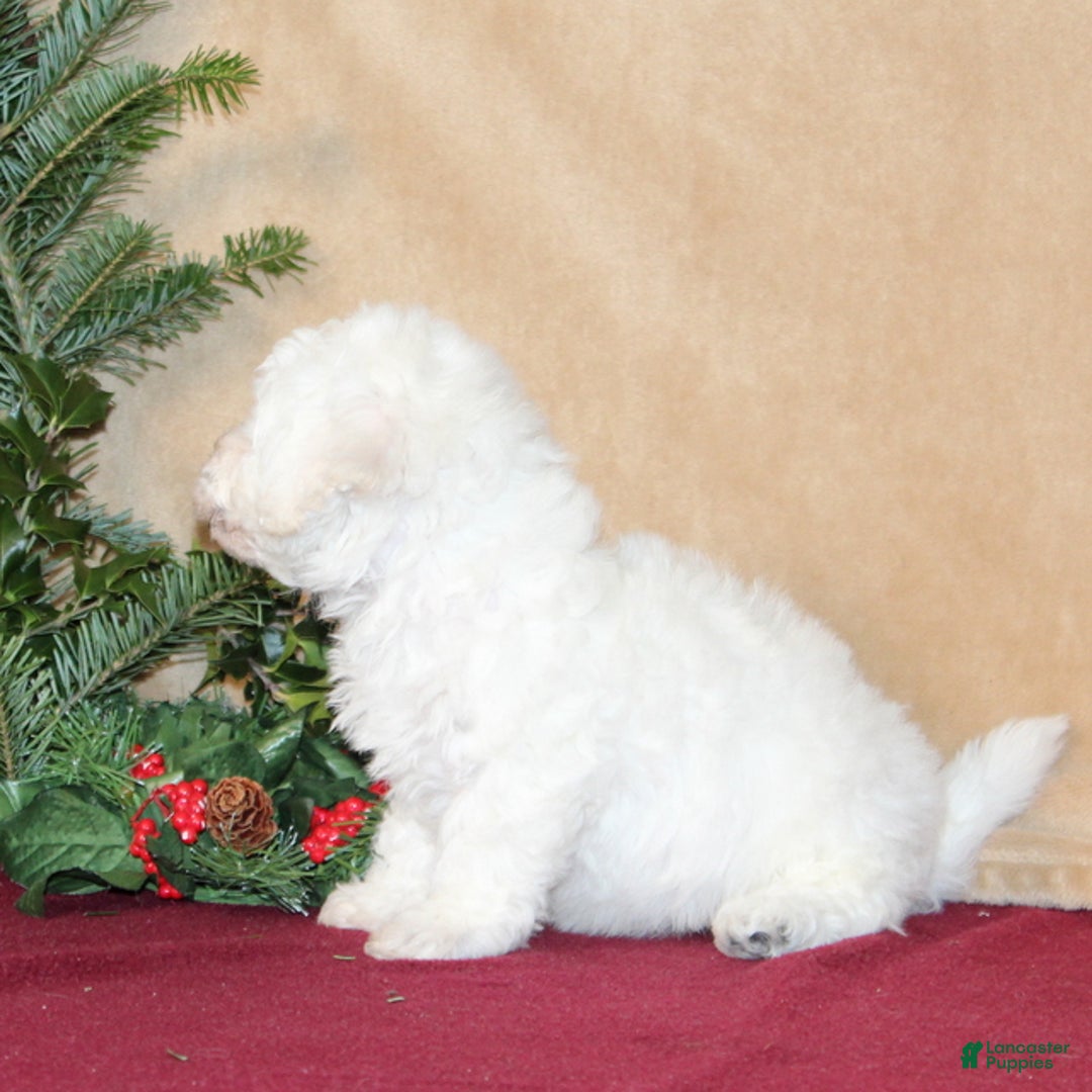 Bichon Frise dogs for sale: Donny - Ad 4