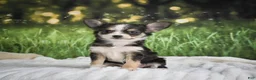 Chihuahua dogs for sale: Precious - Ad 8