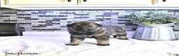 German Shepherd dogs for sale: Ember - Ad 1