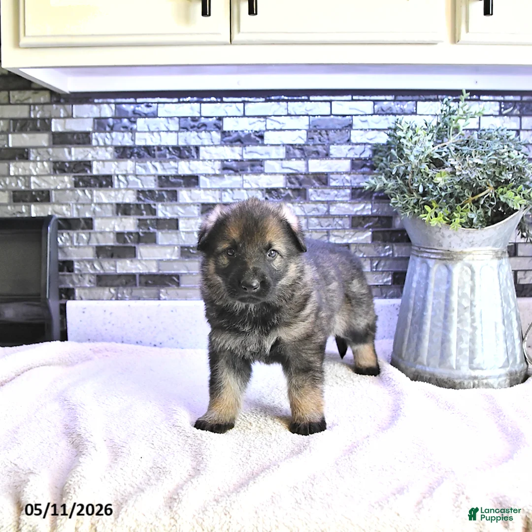 German Shepherd dogs for sale: Ember - Ad 1