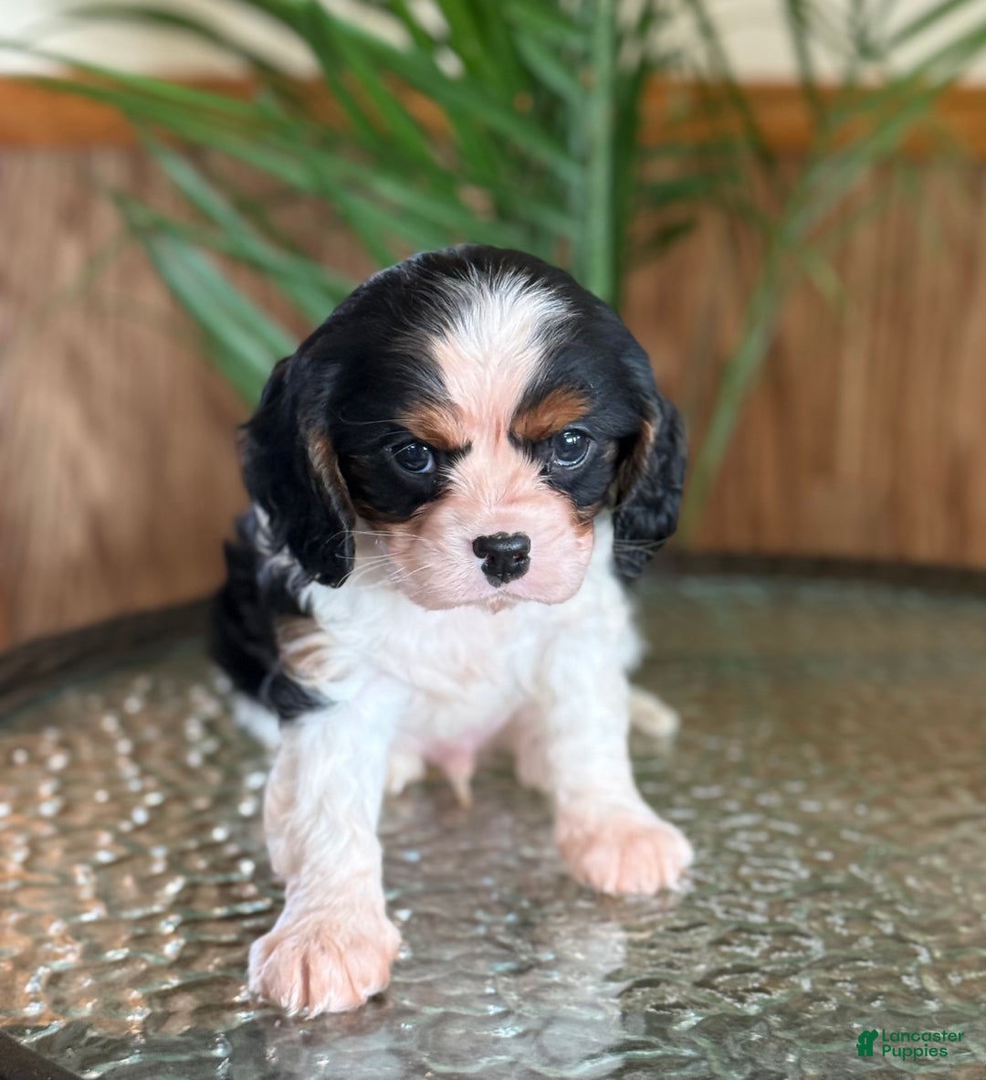 Cavalier King Charles Spaniel dogs for sale: Biscuit  - Ad 4