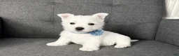 West Highland Terrier dogs for sale: Moses - Ad 1