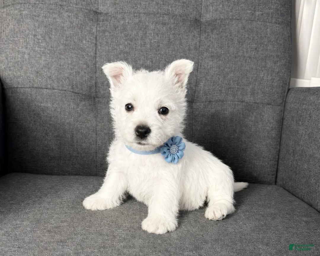 West Highland Terrier dogs for sale: Moses - Ad 1