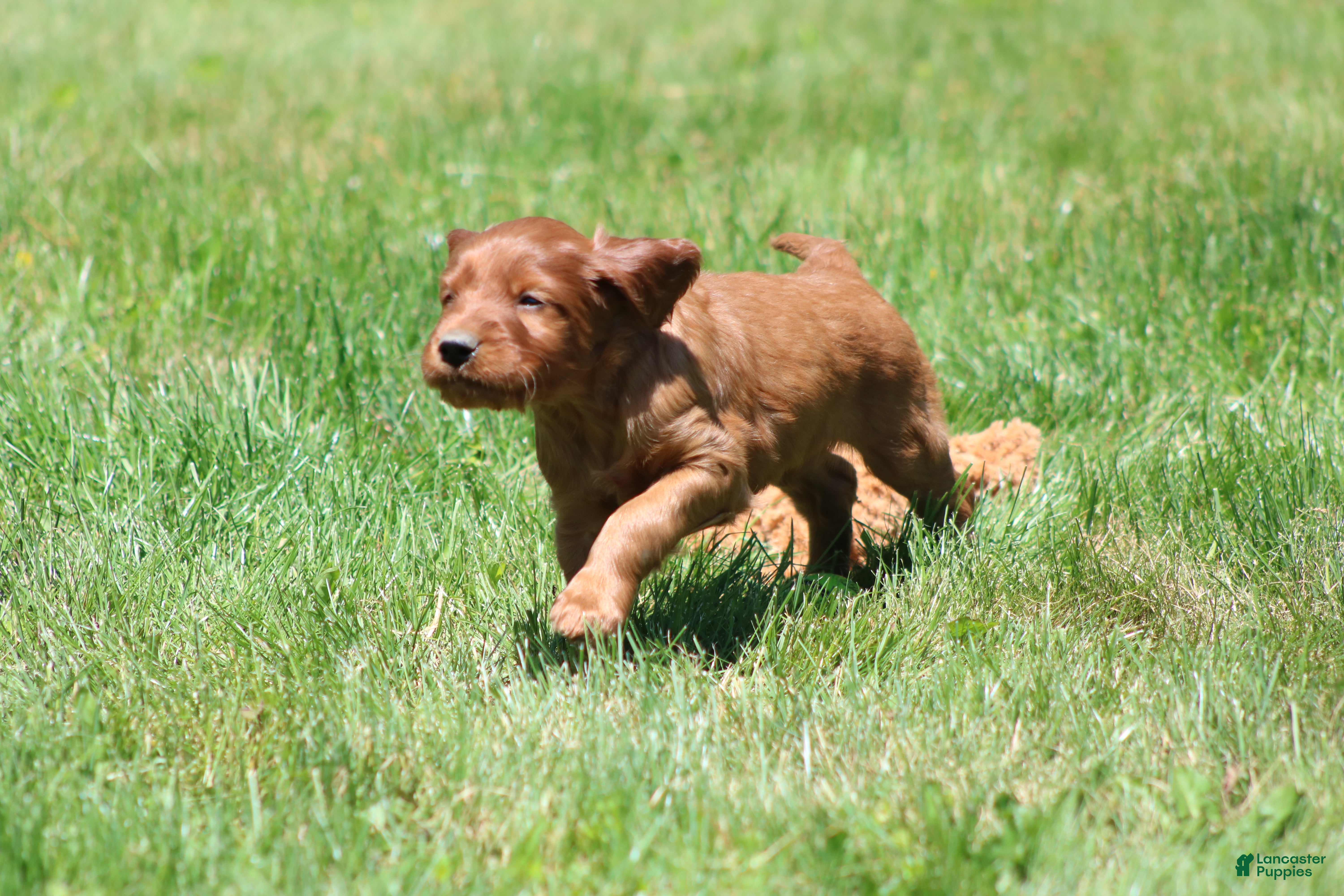 Irish Setter dogs for sale: Harley - Ad 4