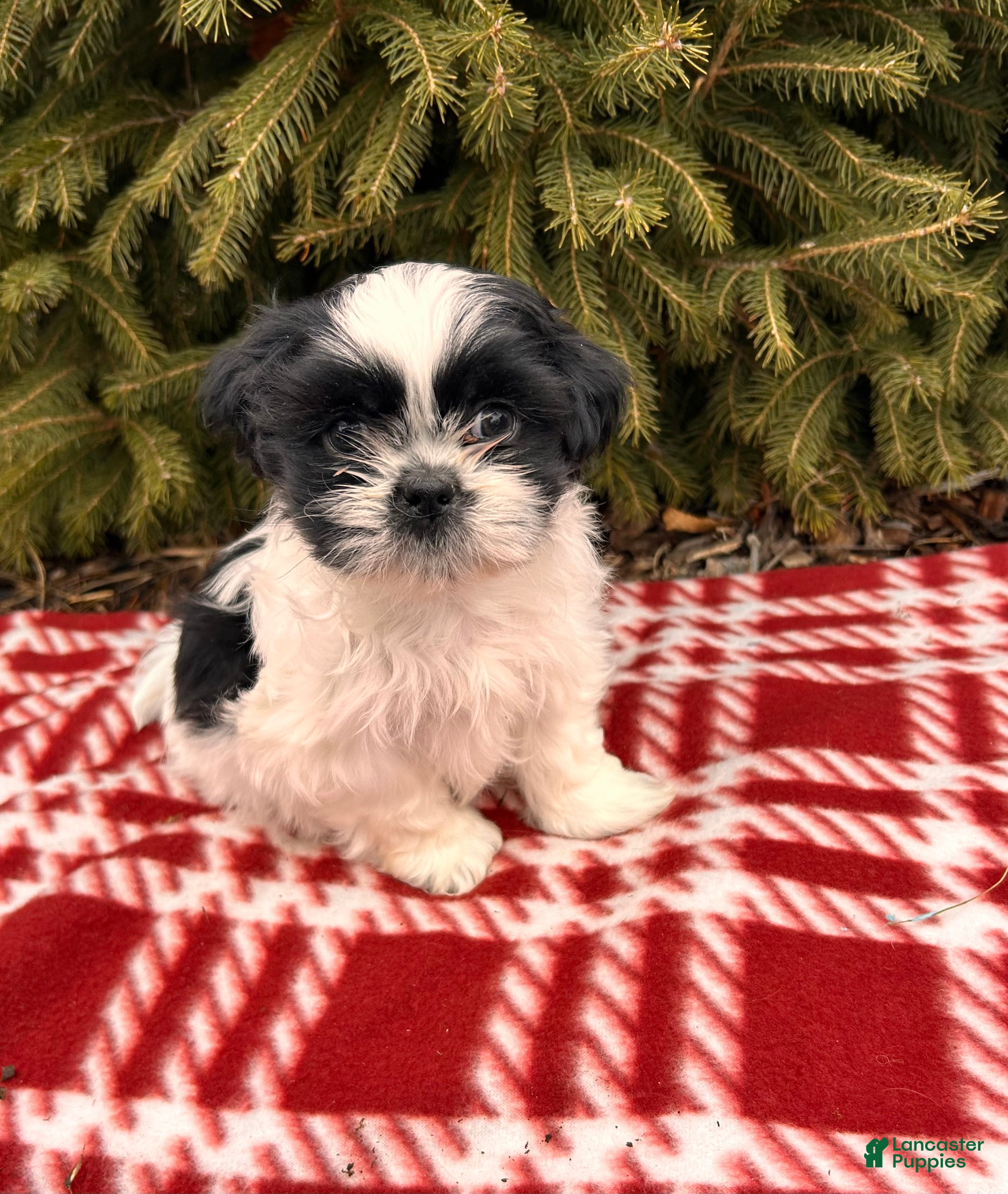 Shih Tzu dogs Bingo - Ad 41