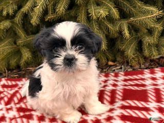 Shih Tzu dogs Bingo - Ad 41
