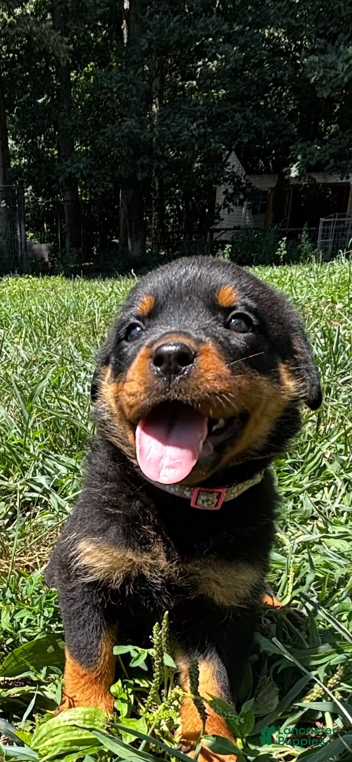 Rottweiler dogs Rocky  - Ad 1