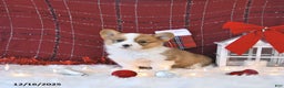 Welsh Corgi Pembroke dogs for sale: Otis - Ad 5