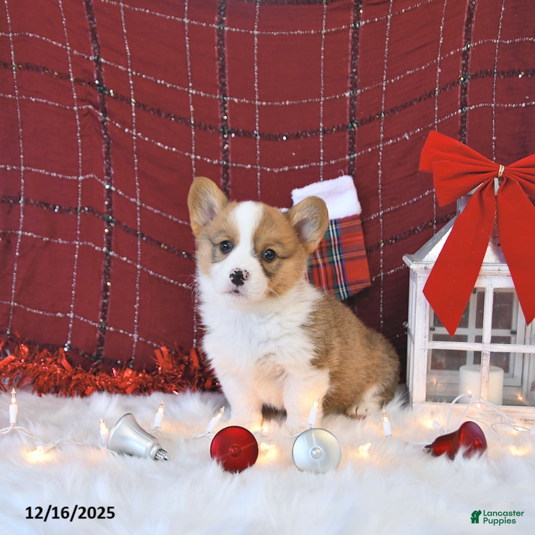 Welsh Corgi Pembroke dogs for sale: Otis - Ad 5