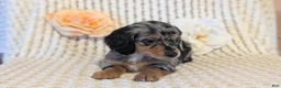 Miniature Dachshund dogs for sale: Lucy - Ad 12