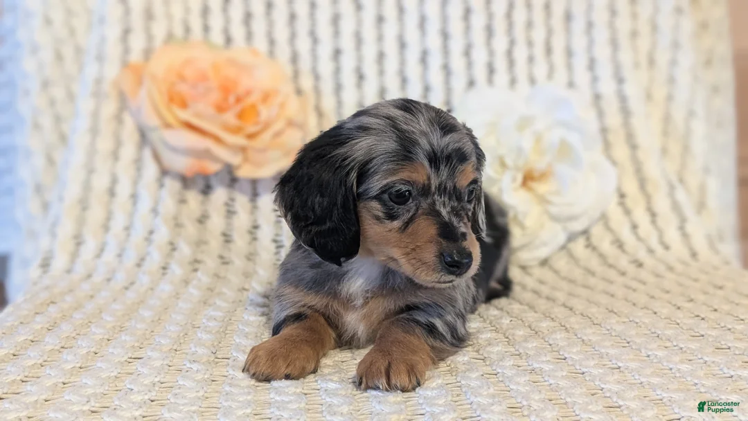 Miniature Dachshund dogs for sale: Lucy - Ad 12