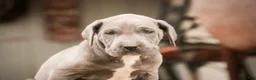Great Dane dogs for sale: Winifred - Ad 6