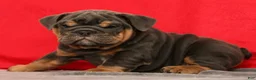 English Bulldog dogs for sale: Tinker - Ad 5