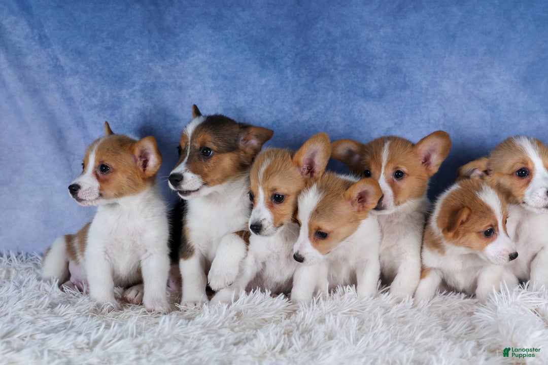 Welsh Corgi Pembroke dogs for sale: Lulu - Ad 14