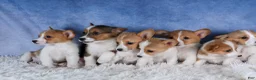 Welsh Corgi Pembroke dogs for sale: Luigi - Ad 27
