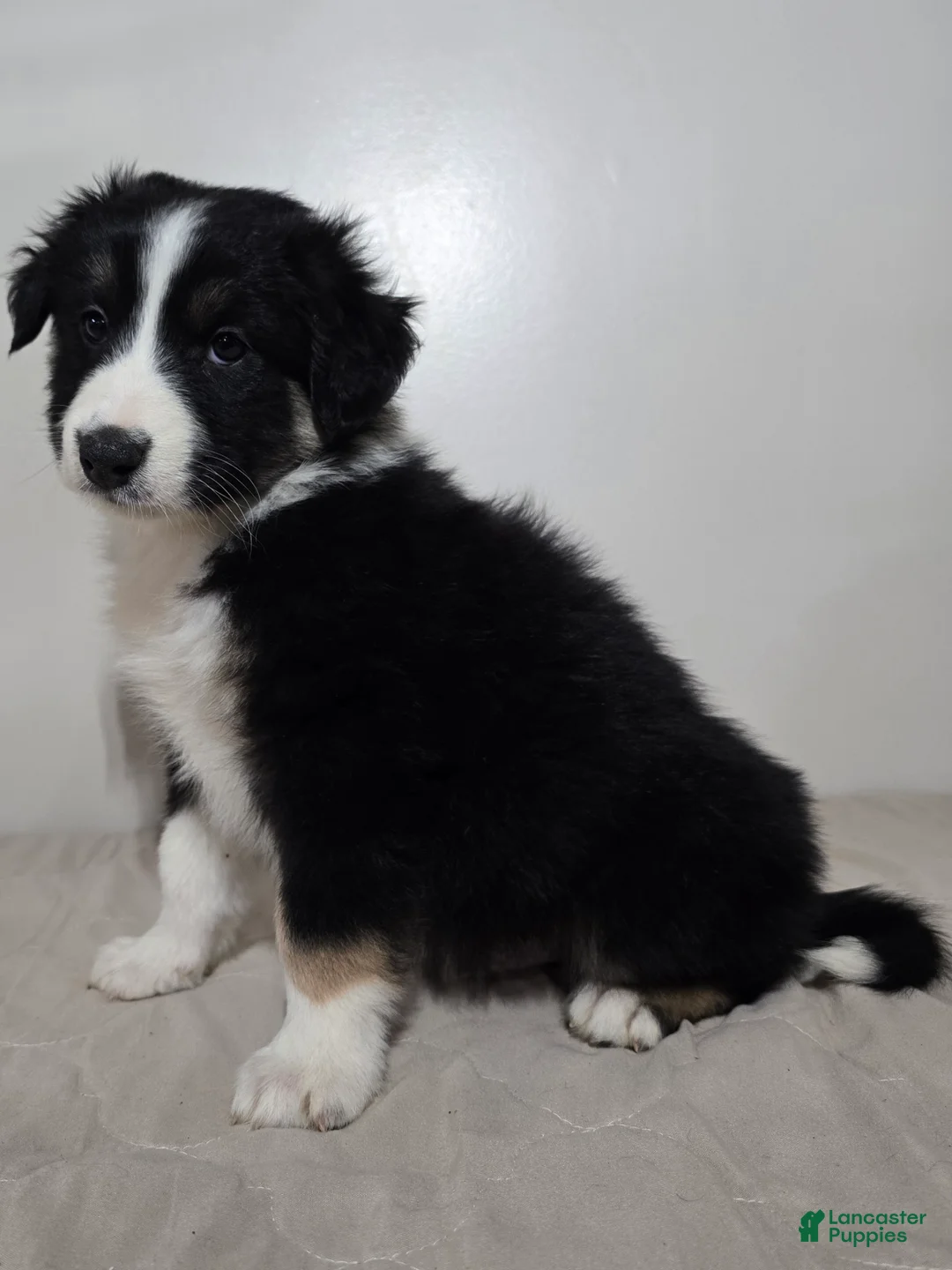 Australian Shepherd dogs for sale: Jackson  - Ad 3