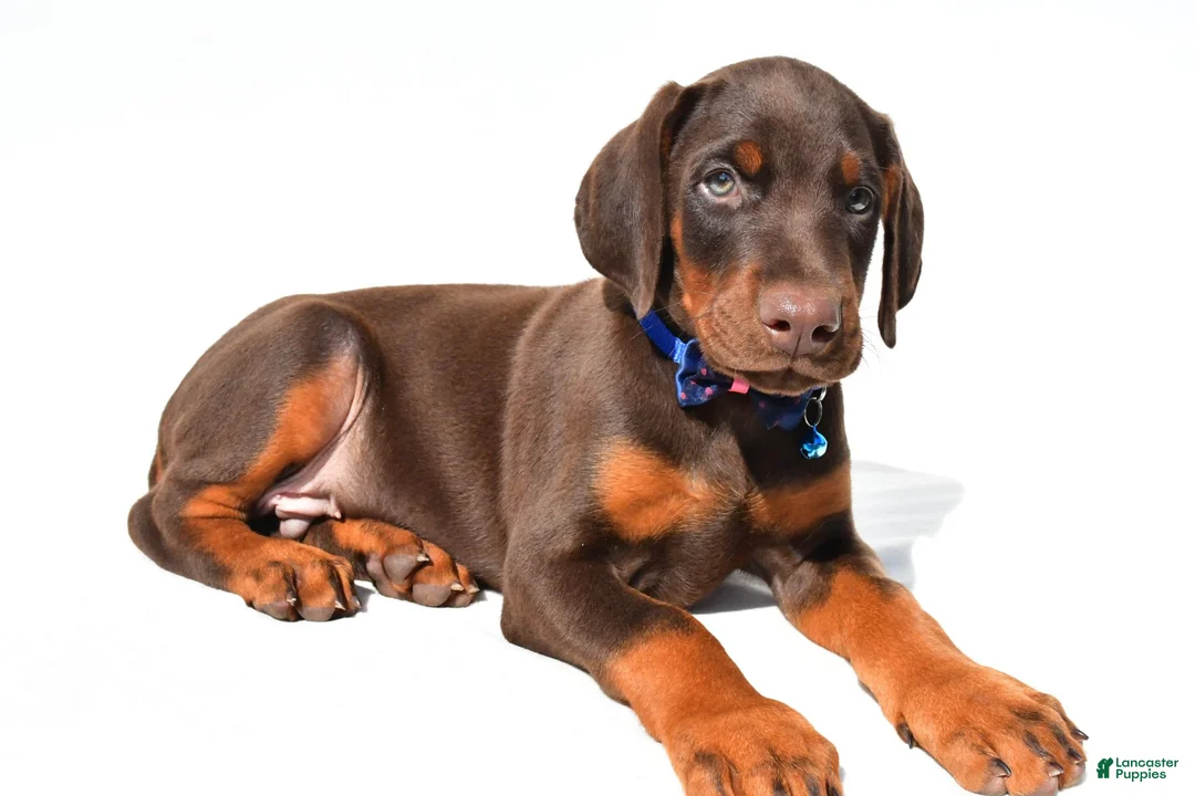 Doberman Pinscher dogs for sale: Buster - Ad 2