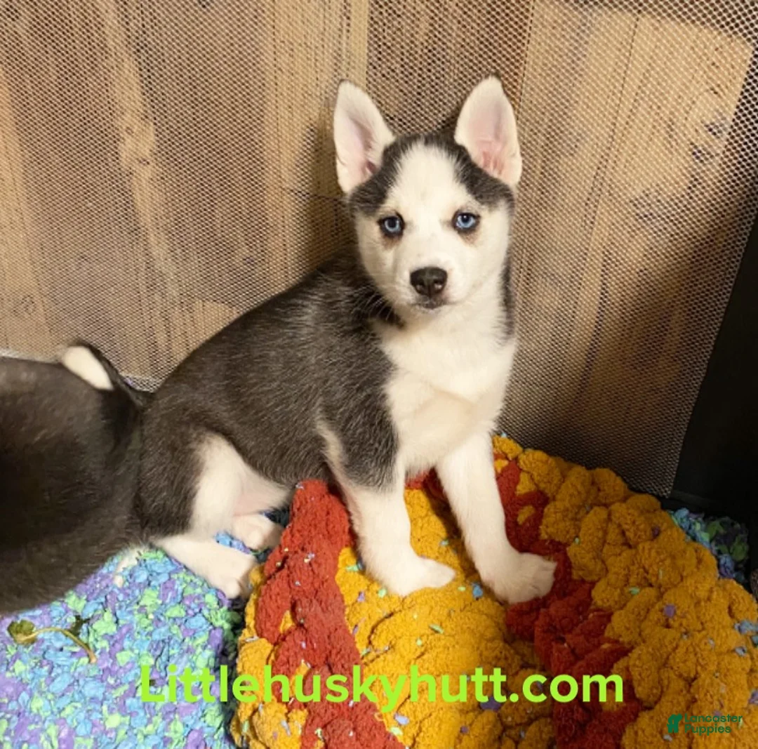 Pomsky dogs for sale: Bree  - Ad 3
