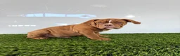 Olde English Bulldogge dogs for sale: Nate - Ad 4