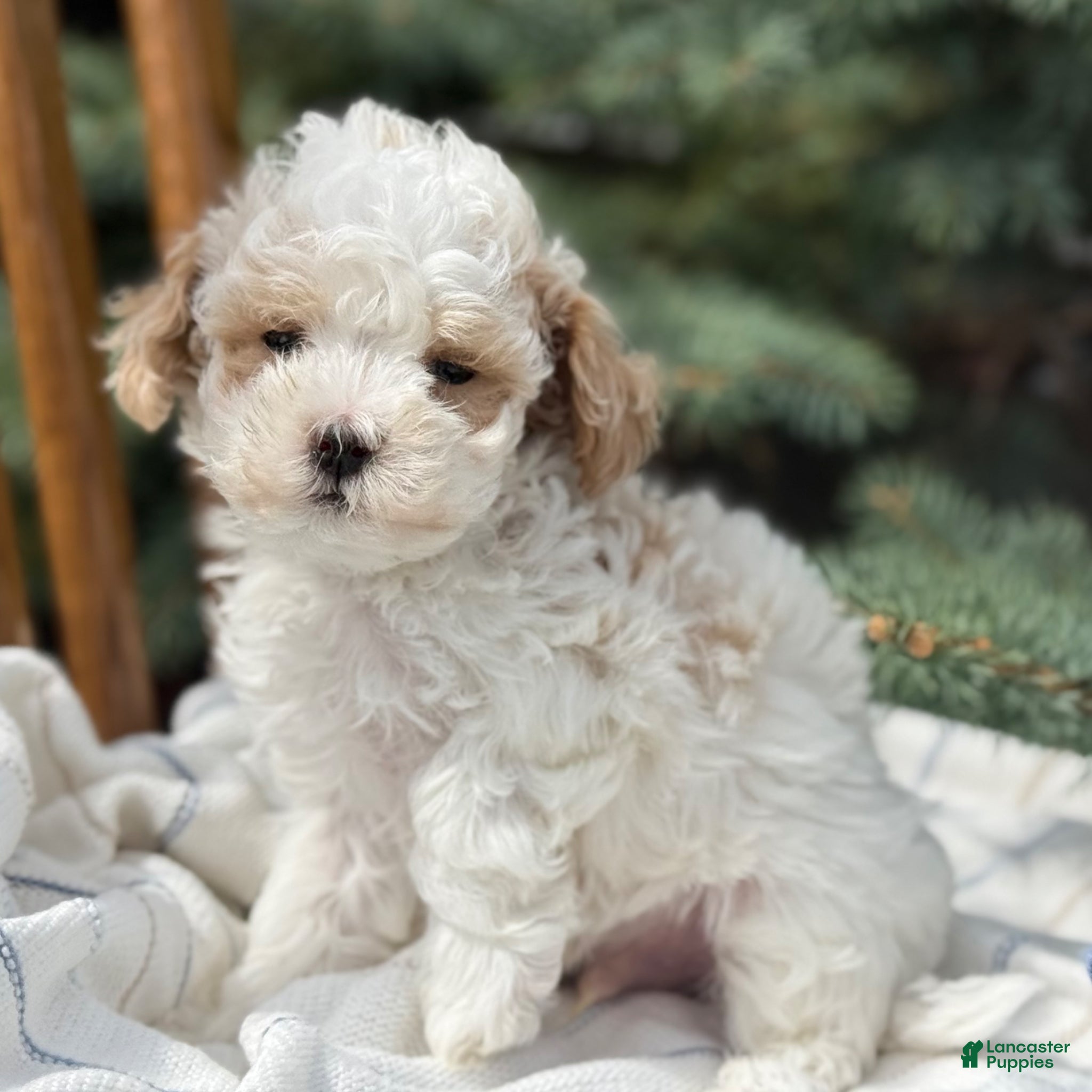 Maltipoo dogs Peanut - Ad 2