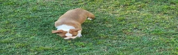 Boston Terrier dogs for sale: Betty - Ad 3