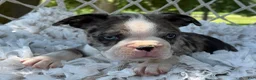 Boston Terrier dogs for sale: Mister - Ad 13