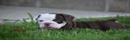 Beabull dogs for sale: Quinn - Ad 8