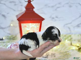 Havapoo dogs Elf EXTRA SMALL - Ad 33