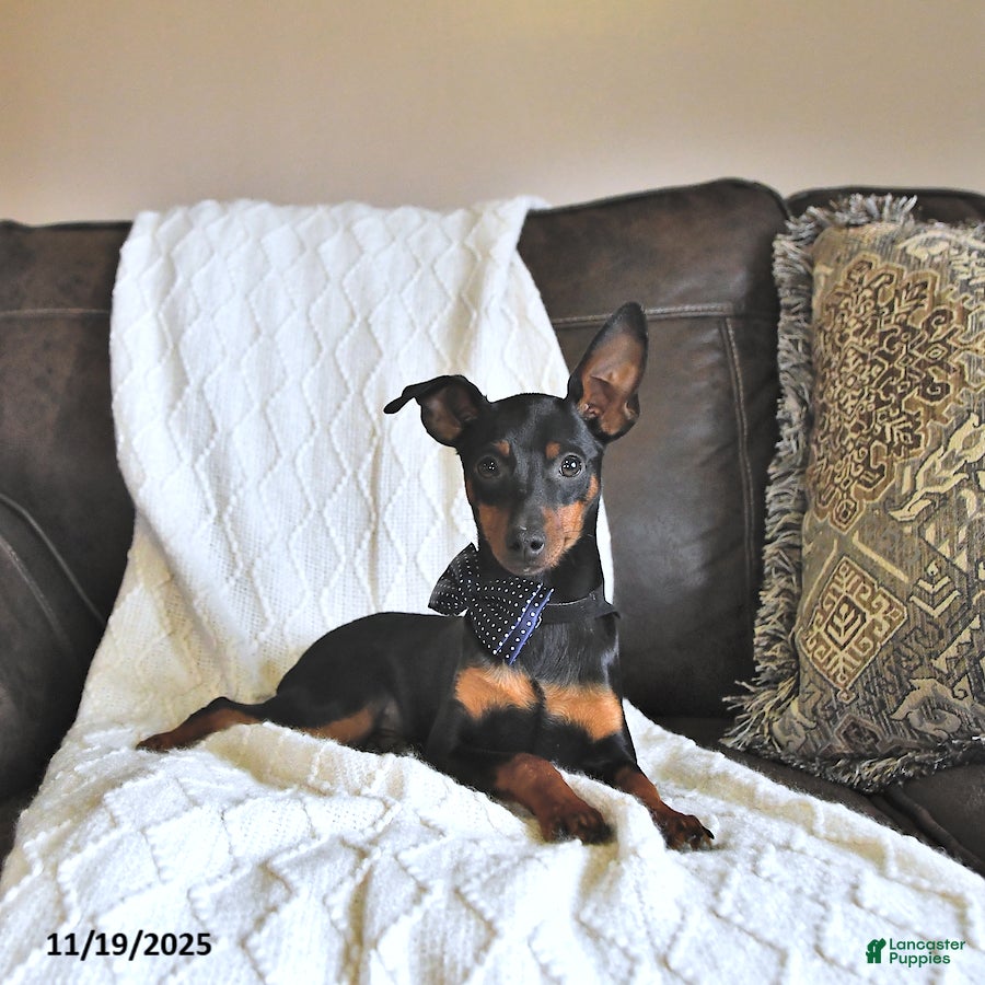 Miniature Pinscher dogs Little Bud - Ad 3