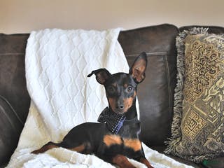 Miniature Pinscher dogs Little Bud - Ad 8