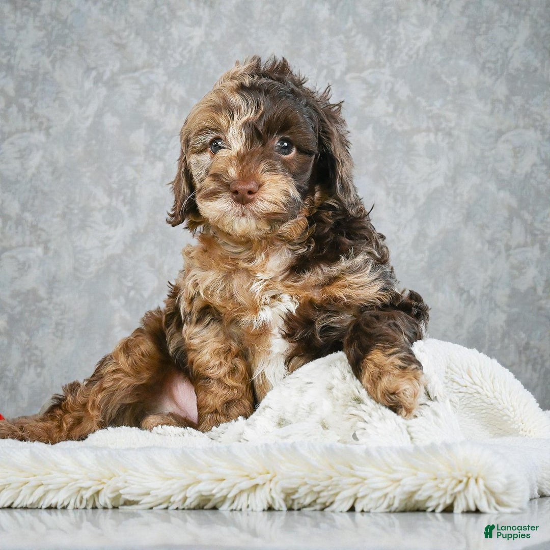 Cockapoo dogs for sale: jasper - Ad 7