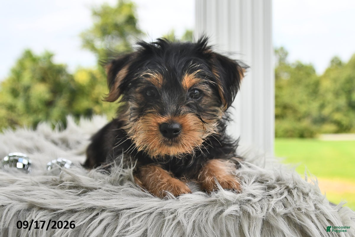 Morkie dogs Pumpkin - Ad 2