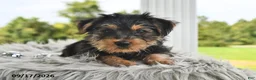 Morkie dogs for sale: Pumpkin - Ad 3