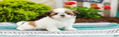Bambi (Raised in Home, Crate Trained & Potty Training!)
