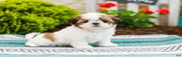 Shih Tzu dogs for sale: Bambi (Raised in Home, Crate Trained & Potty Training!) - Ad 1