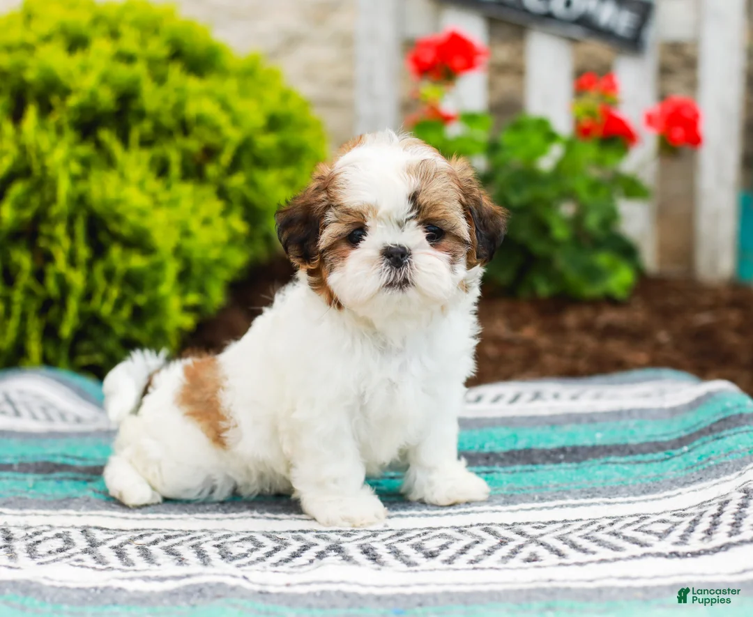 Shih Tzu dogs for sale: Bambi (Raised in Home, Crate Trained & Potty Training!) - Ad 1