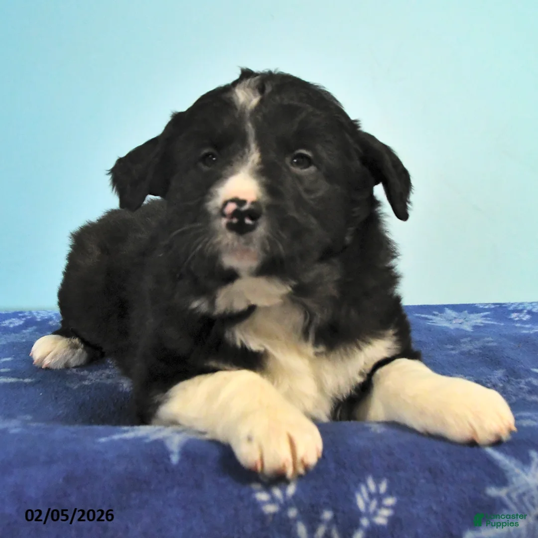 Mixed Breed dogs for sale: Rocky - Ad 3