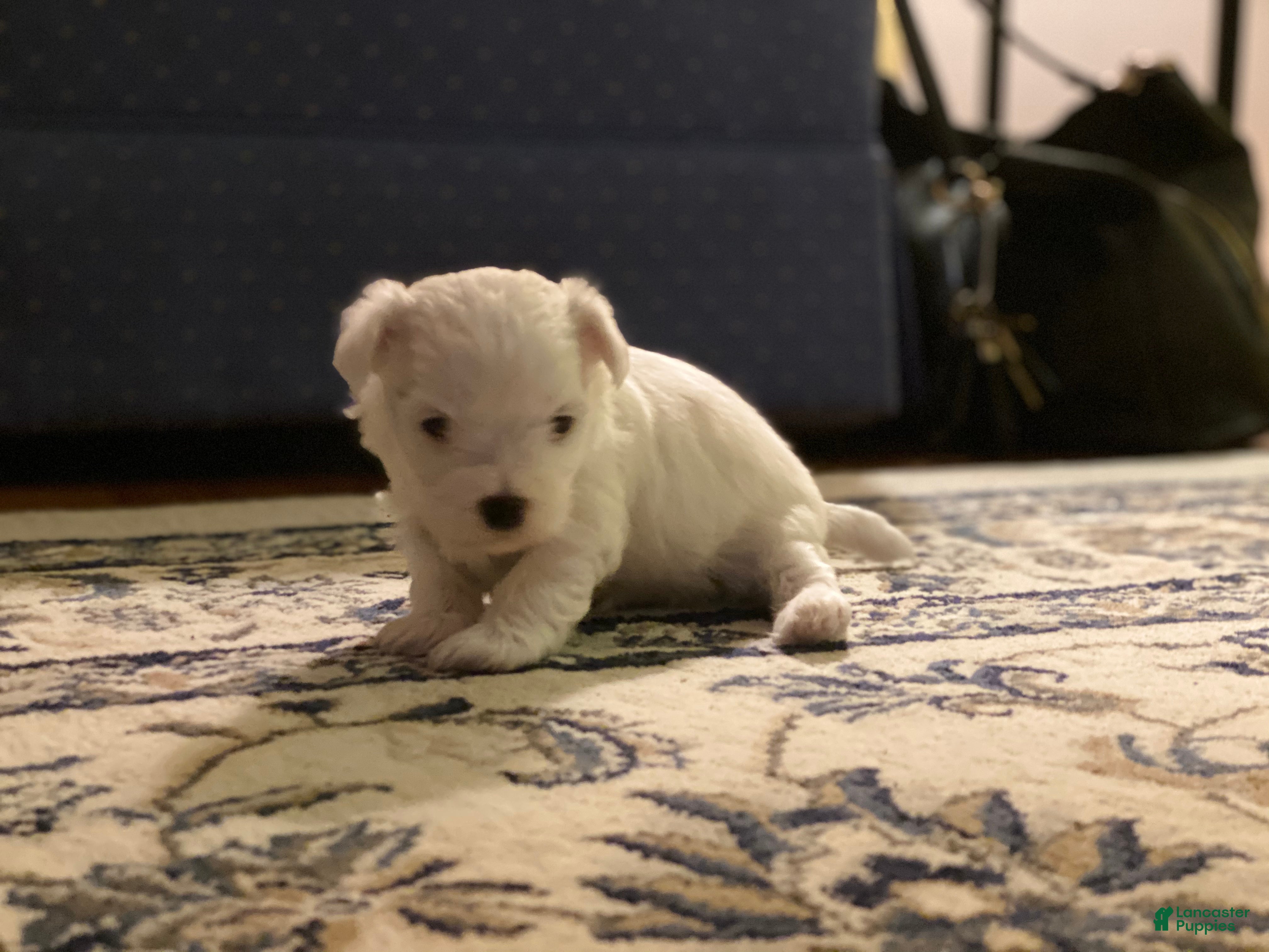Maltipoo dogs  Poppy - Ad 2