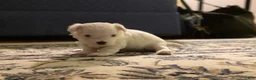 Maltipoo dogs for sale:  Poppy - Ad 2