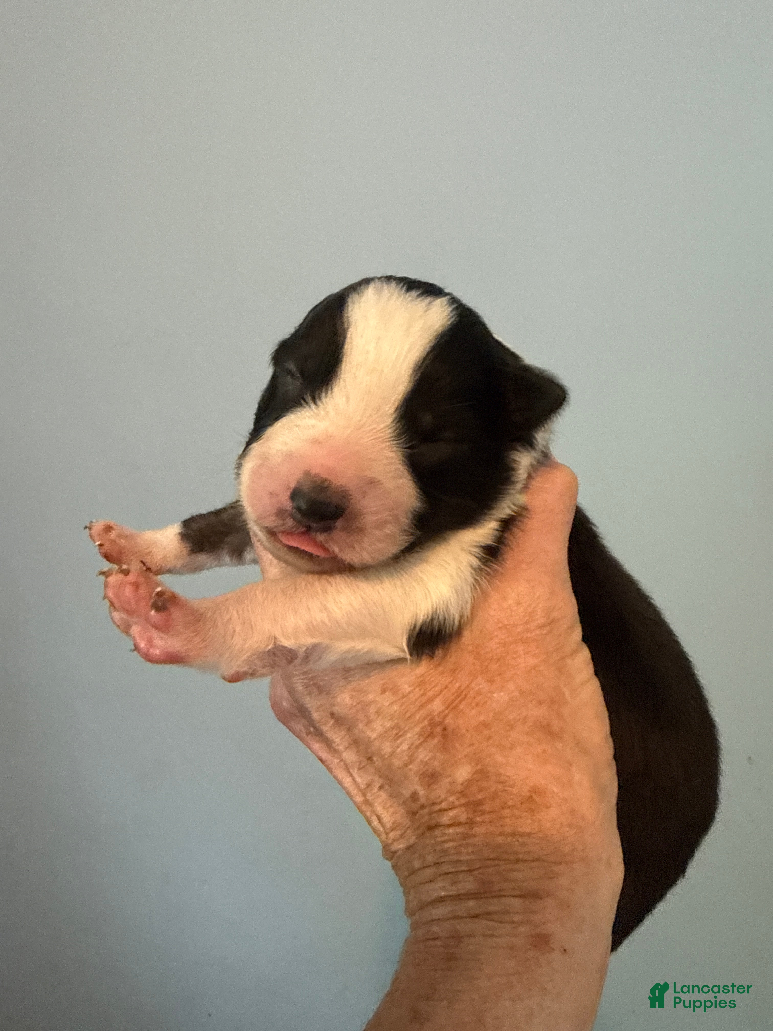 Australian Shepherd dogs Australian Shepherd Puppy 5 - Ad 37