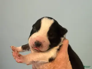 Australian Shepherd dogs Australian Shepherd Puppy 5 - Ad 37