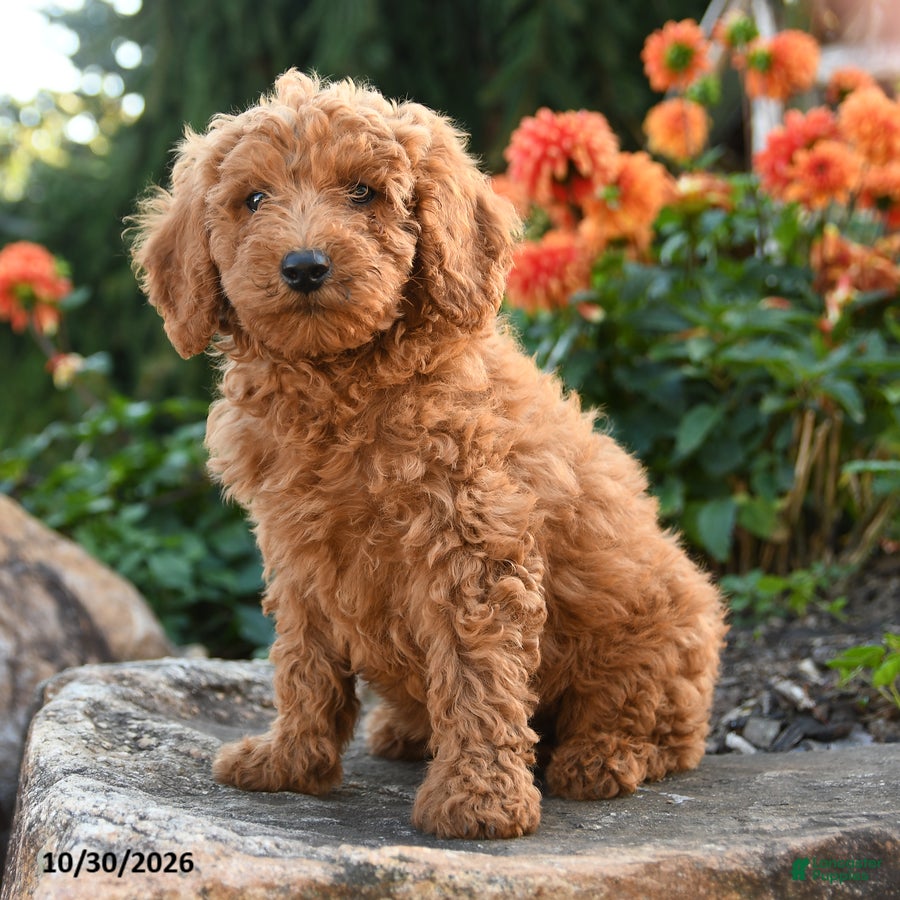 Mini Goldendoodle dogs for sale: Lester - Ad 1