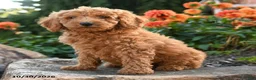 Mini Goldendoodle dogs for sale: Lester - Ad 1