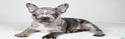 Frenchton dogs for sale: Franklin - Ad 5