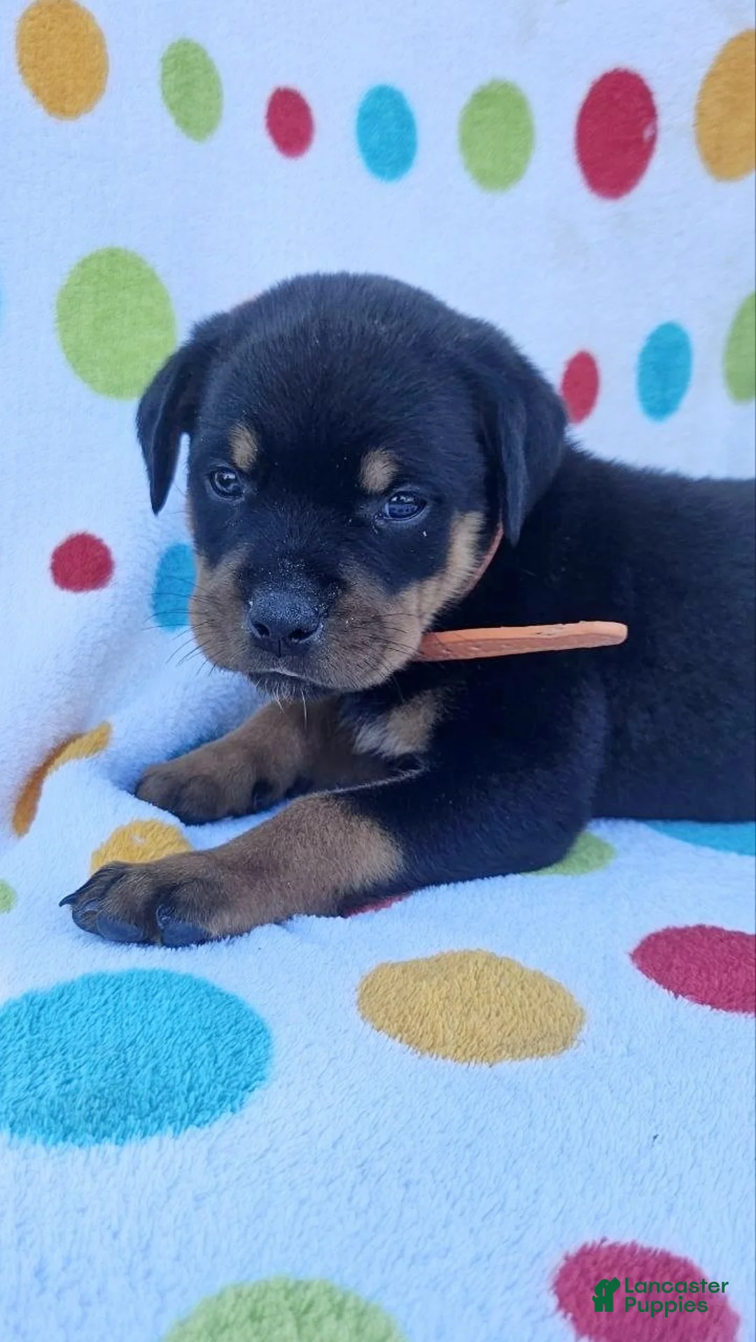 Rottweiler dogs for sale: Kenzie - Ad 1