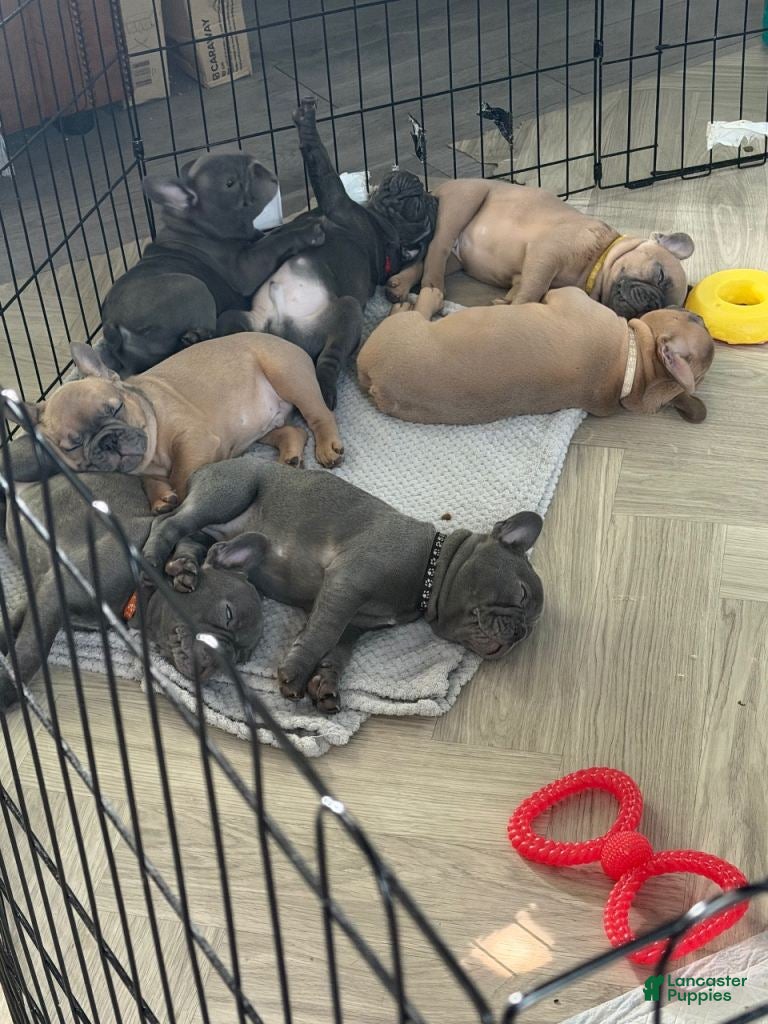 French Bulldog dogs French Bulldog Puppy 1 - Ad 29